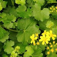 Image result for Cineraria saxifraga