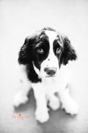 Black And White Springer Spaniel Cute The Messes Of Men Springer Spaniel Puppies Spaniel Puppies Springer Spaniel
