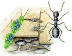 An diesen orten im garten befinden sich oft. Ameisen Vertreiben Und Bekampfen Ameisen Vertreiben Ameisen Ameisen Im Garten