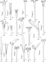 Image result for Pleiotaxis