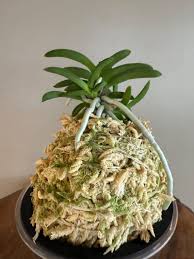 Image result for Ozoroa nitida