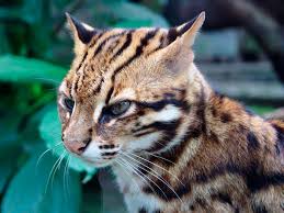 aziatskaya leopardovaya koshka podrobnoe opisanie s foto i video