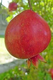 Pomegranates Grow On Trees Pomegranate Growing Fruit Plants Fruit Bearing Trees