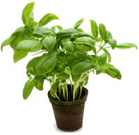 How Much Is In A Bunch Of Basil
