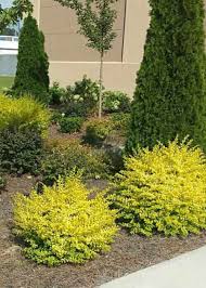 Plants that are kept too cool or too dry are likely to lose their leaves or suffer from fungal infections that can cause the plant to die from root rot or collapse. Sunshine Ligustrum Buy Online At Plantsbymail Com