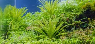 Image result for Pogostemon rogersii