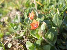 Image result for Lysimachia arvensis