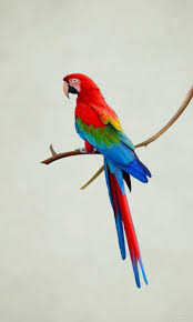 Image result for parrot