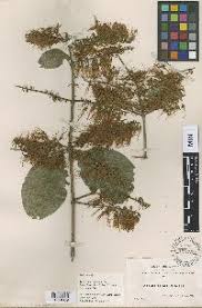 Image result for Combretum goetzei