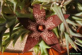 Image result for Orbea lugardii