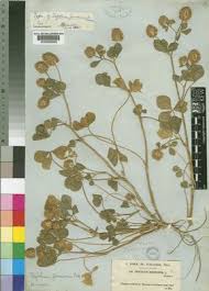 Image result for Trifolium isthmocarpum