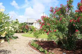 Der rückschnitt an einem oleander verfolgt das ziel. Oleander Schneiden Tipps Und Bild Anleitung Mit Den Schnittformen