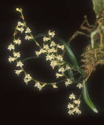 Image result for Angraecum sacciferum