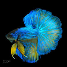 Blue Yellow Betta Fish In Black Backgroun By Prasit Utalert On 500px Betta Fish Siamese Fighting Fish Betta