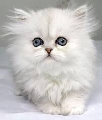 This page covers a wide range of topics and focuses on the development of the contemporary persian cat appearance. Persian Cat Breeds Info Temperament Kitten Names Price Cats Kitten Breeds Cat Breeds With Pictures