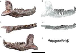 Image result for Paratheria