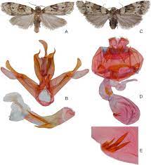 Find their customers, contact information, and details on 285 shipments. Illustrated Checklist Of The Genus Halone Walker 1854 Lepidoptera Erebidae Arctiinae Lithosiini With A Newly Recorded Species From Laos Sciencedirect