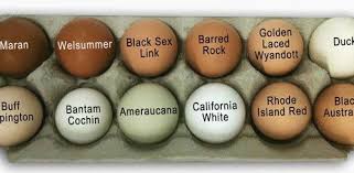 Black Australorp Egg Color Chicken Egg Color Chart Luxury Chicken Breed Egg Color Chart Farming Pinterest Chart Designs Templ Backyard Chickens Eggs Chicken Breeds Chicken Egg Colors