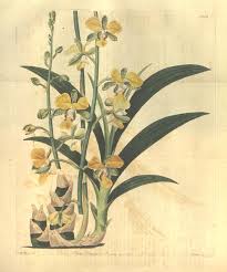 Image result for Eulophia streptopetala