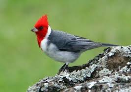 Birds With Red Heads Jb S Big World Red Yellow Hawaiian Feathered Friends Nature Birds Pet Birds Beautiful Birds