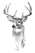 Deer clipart black and white, deer clipart. Scdnr Wildlife Information