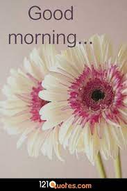 Good morning quotes with flowers. 100 Good Morning Images With Flowers To Brighten Her Day