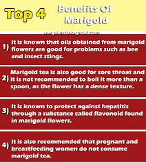 Get latest info on marigold flower, suppliers, manufacturers, wholesalers, traders, wholesale suppliers with marigold flower prices for buying. Marigold Flower Benefits Types Planting Caring And Growing