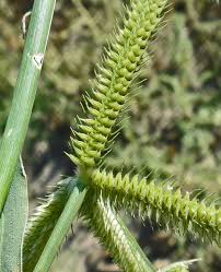 Image result for Dactyloctenium geminatum