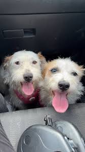 Everyone be aware -- I just found a "Lone Star tick"