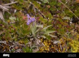 Image result for Lupinus pubescens