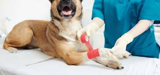 Mein Hund Humpelt Was Ist Die Ursache Tiermedizin Dr Gumpert