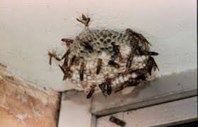 As others have mentioned, this comment just puts them all together. Paper Wasp Swarming Around Structures Nc State Extension Publications