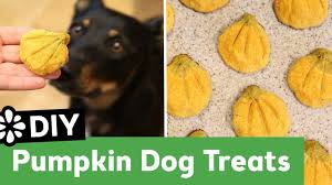 Finding low calorie treats that are nutritious, delicious, and have recognizable ingredients can be tough and expensive. 105 Homemade Dog Treat Recipes Healthy Super Woof Easy