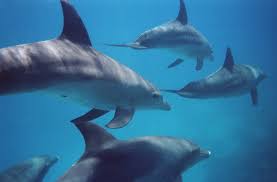 It inhabits warm and temperate seas worldwide and may be found in all but the arctic and the antarctic oceans. Is A Bottlenose Dolphin A Carnivore Herbivore Or Omnivore American Oceans