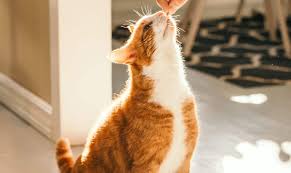 Treating your fur balls occasionally is a good way to make your bond stronger. Easy Homemade Cat Treats With Pumpkin Shed Happens