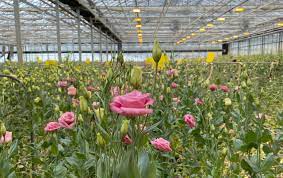 Slaman plants first cut flower crop in new greenhouse - Greenhouse Canada