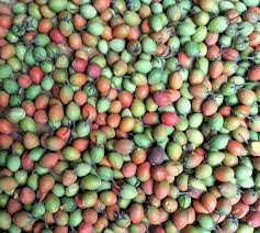 Image result for Mimusops elengi