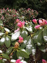 Snow In Spring Time Falling On Rhododendron Buds Garden Plants Garden Plants
