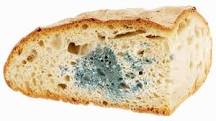 What Is Sorbic Acid?