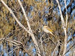 Image result for Melhania virescens