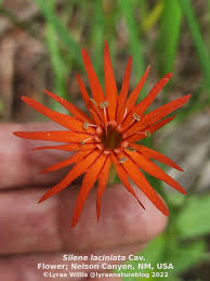 Image result for Silene abyssinica