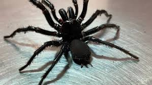 Sydney funnel webs are the second largest spiders in australia passed only by the goliath bird eating spider. Sydney Funnelweb Spider Worlds Deadliest Creatures Will Make Its Way Into Your Home This Summer