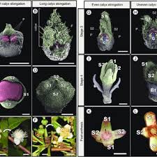 Image result for Syzygium komatiense