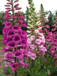 Maybe you would like to learn more about one of these? Digitalis Mertonensis Bluestone Perennials