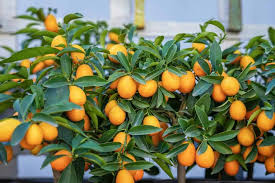 Citrus trees are some of the easiest fruit trees to grow in your home garden. 5 Types Of Fruit Trees Great For Growing Indoors Home Stratosphere
