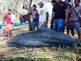 Contoh sketsa gambar ikan dari bergam jenis untuk aktivitas menggambar atau mewarnai. Miris Seekor Lumba Lumba Mati Malah Dipotong Potong Dan Dibagi Dagingnya Mongabay Co Id