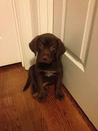 Beagle Mix Black And Brown Beagle Puppy My 8 Week Old Lab Beagle Mix Maddux Outside My Bedroom Door While I Was At Work Beagle Mix Chocolate Lab Mix Beagle