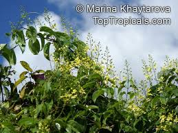 Image result for Tristellateia