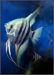 Philippine Blue Zebra Angelfish Angel Fish Betta Fish Fish