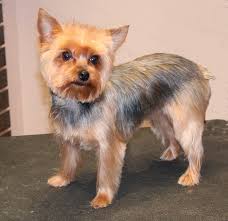 Short hair tends to suit all face shapes although each face shape has things to consider when goin… Yorkie Short Trim Groomer To Groomer